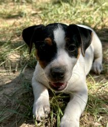 AKC JACK RUSSELL SHORTY TRI COLOR MALE