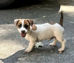 AKC JACK RUSSELL SHORTY MALE