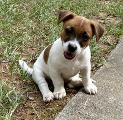AKC JACK RUSSELL TERRIER SHORTY FEMALE