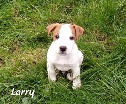 JACK RUSSELL TERRIERS, MALE, VERONA, NY