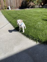 8 week Jack Russel terrier