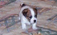 jack russel terrier puppies Exceptional Quality