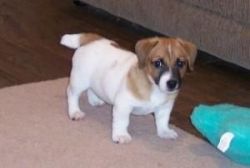 Akc Registered Jack Russell Puppies For Sale