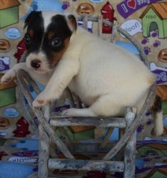 Purebred Jack Russel puppies