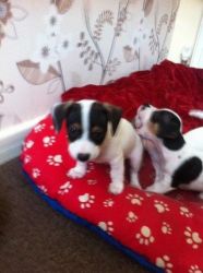 beautiful Jack Russell puppies