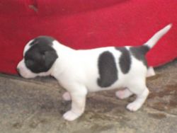 Available Soon In Leicestershire! Jack Russell