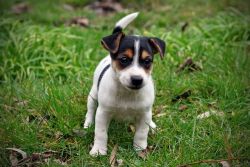 Very Intelligent Jack Russel Terrier puppies For Lovely Homes