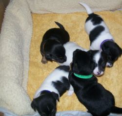 Jack Russell Puppies (xxx) xxx-xxx5