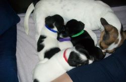 Jack Russell Puppies(xxx) xxx-xxx5