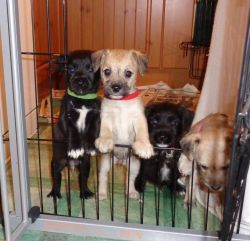 Jack Russell X Lhasa Apso Pups For Sale