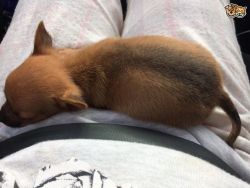 Jack Ruseel Cross Chihuahua Puppy,text on xxxxxxxxxx