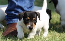 Healthy Jack Russel Terrier puppies. (xxx) xxx-xxx2