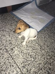 Selling 3 month old jack russel