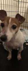 Jack russell terrier for sale
