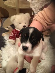 Well trained Male and Female Jack Russell Puppies