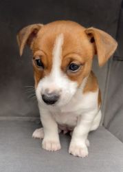 Jack Russel Puppy for sale