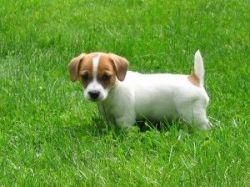 Pure-bred Jack Russell Terrier