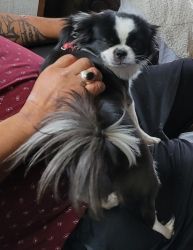 One year old Japanese chin Current on shots