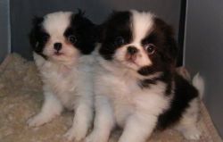 Pure breed Japanese chin Puppies,