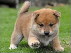 Beautiful Kc Reg Japanese Shiba Inu Puppies