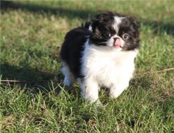 Adorable Male And Female AKC Japanese Chin Puppies for Sale