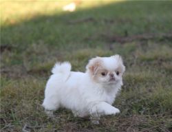 Adorable Male And Female AKC Japanese Chin Puppies for Sale
