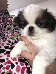 Japanese Chin Male Sable/White 