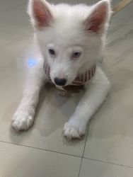 White puppy for sale with one eye blue
