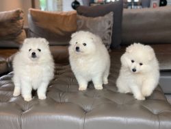 Japanese Spitz puppies