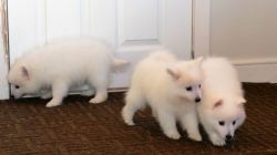Japanese Spitz puppies for sale.