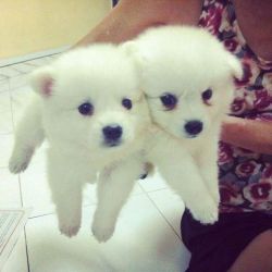 japanese spitz puppies for sale