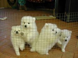 Japanese Spitz for sale