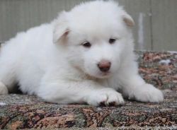Akc Lovely pure breed japanese spitz puppies.
