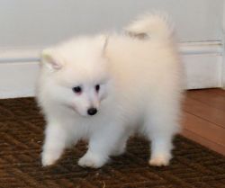 Japanese Spitz Dogs and Puppies for sale