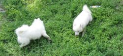 Japanese Spitz Puppies for Sale.