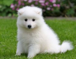 excellent japanese spitz puppies ready now