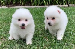 4x Japanese Spitz puppies