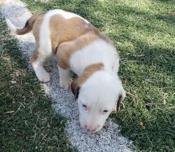 Adorable Puppies Need New Home