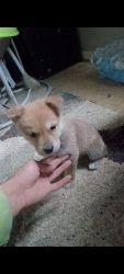 Korean jindo puppy