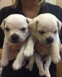 Jup Puppies For Sale