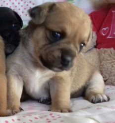 Jug Puppies For Sale