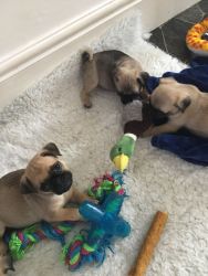 Jug Dogs and Puppies for sale