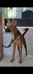 6 months heavy bone Kombai dog for sale