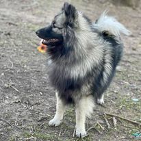 Keeshond puppies for sale