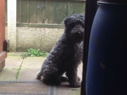 Kerry Blue Terrier,male and female.