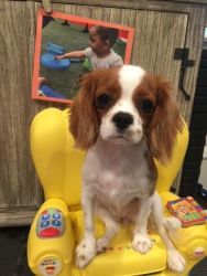 Pure Breed King Charles Cavalier