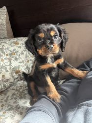 King Charles Cavalier Puppy
