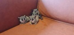 Male and female bushbaby available