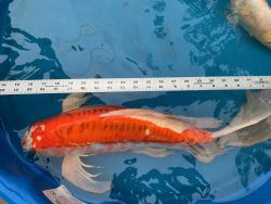 Large Butterfly Koi for sale