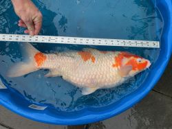 Large Koi for sale